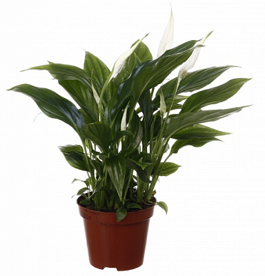 Рослина кімнатна Спатіфіллум 9/30