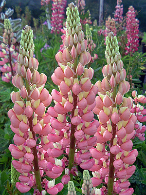 Кореневище люпину Зе Шателейн 1 шт.