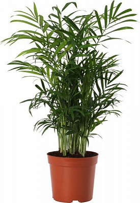 Рослина кімнатна Хамедорея 9/25Chamaedorea Elegans