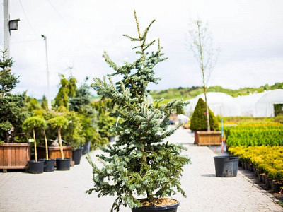 Ель Ель колючая / Picea pungens Hoto С45 140-160