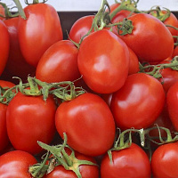 Насіння Професійне насіння томат низькорослий Омнія F1 20 шт. (4820176693365)