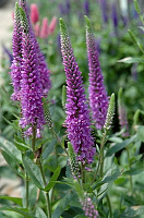 Рослина Вероніка 'Purpleicious