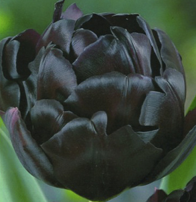 Луковица Яскрава Тюльпан двойной Black Hero 2 шт.