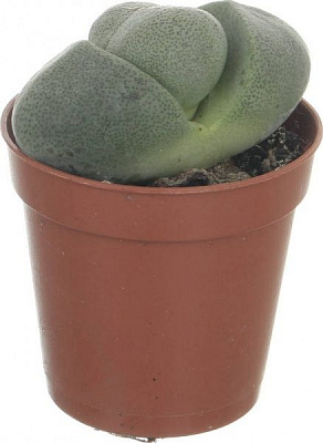 Рослина Літопс мікс 5,5