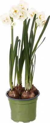 Растение комнатное Бридал Краун 12/13