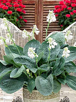 Кореневище Heemskerk Vasteplanten B.V. хости Біг Деді 1 шт. 