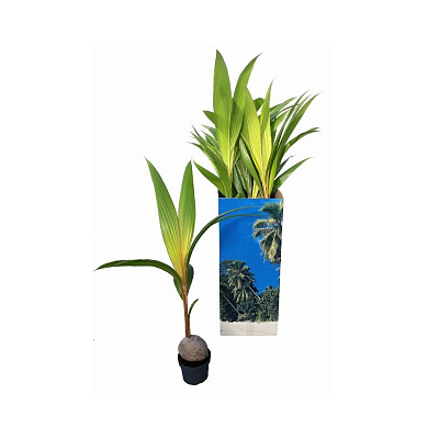 Растение Кокос 19х120