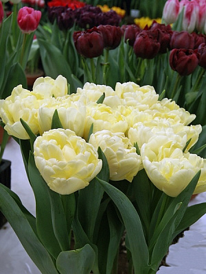 Луковица TUBERBULB Export B.V. тюльпана махрового раннего Авант Гард 3 шт. 