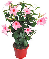 Растение Мандевилла микс 14х50 см