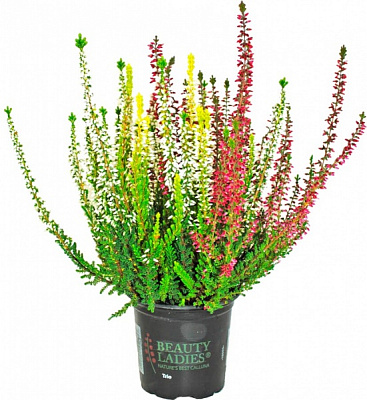 Растение Верес микс д12 в25+