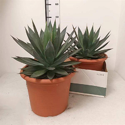 Рослина Агава 30х40 Shaka Zulu