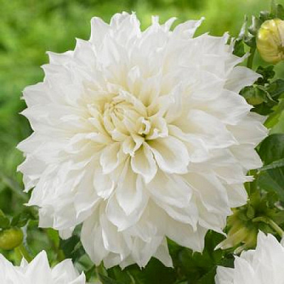 Корнеклубень Яскрава Георгина высокорослая Fleurel