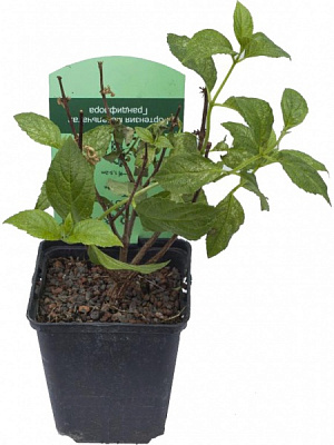 Растение Гортензия метловидная Grandiflora С3