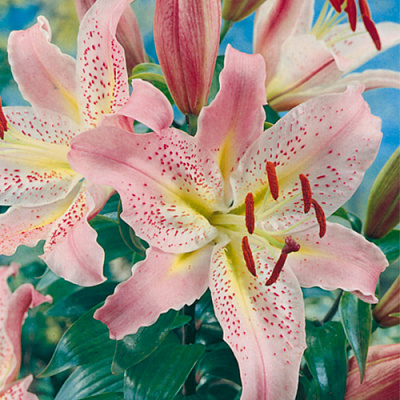 Луковица Лилия Coral Queen 1 шт. Яскрава