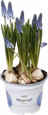 Растение комнатное Мускари d12/h20