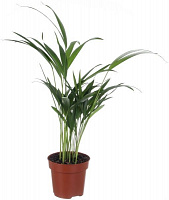 Растение комнатное Пальма Арека 12х50 см