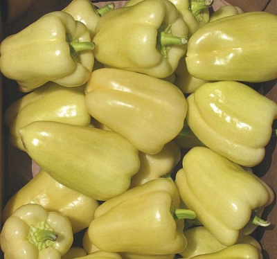 Семена Професійне насіння перец Блонди F1 8 шт. (4823058207186)