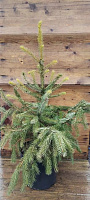 Ель сербская / Picea omorica C20 H100-120