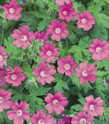 Корневище Яскрава Герань Vision 1 шт. 