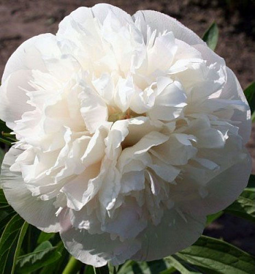 Корневище Яскрава Пион травянистыq высокий Snow Supreme 1 шт. 