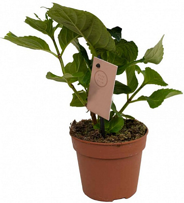 Рослина декоративна Гортензія d.14