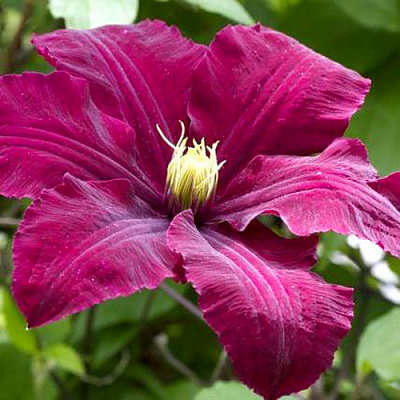 Рослина Клематіс Niobe (K23-S23 h40-60 C2)