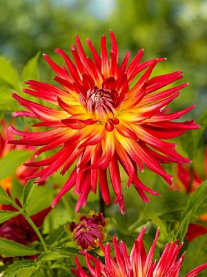 Корнеклубень георгины кактусовой Бора Бора 1 шт. 