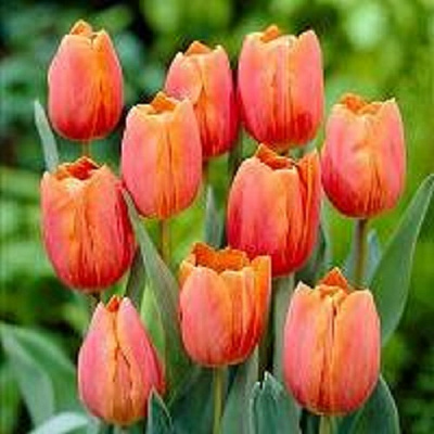 Цибулина Тюльпан Тріумф Джиммі 5 шт.