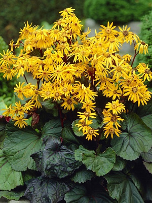 Корневище бузульника Отелло 1 шт. 