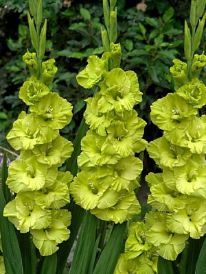 Бульбоцибулина гладіолуса Грін Стар 3 шт.