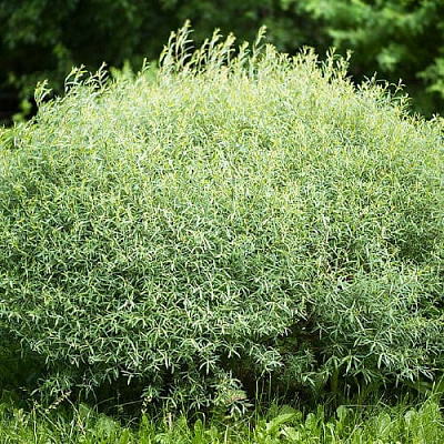 Растение Ива пурпурная/Salix purpurea С2/Н100-140