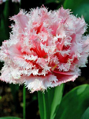 Цибулина тюльпана повного бахромчастого Квінсленд 3 шт.