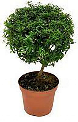 Рослина Мірт 12х30 см