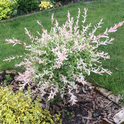 Саженец Ива Фламинго d23/h160