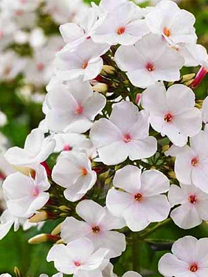 Корневище флокса Попай 1 шт. 