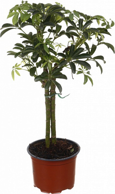 Растение комнатное Шефлера на штамбе d12/h40